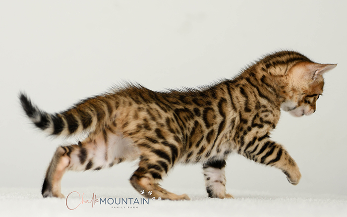 Bengal kitten for sale